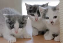 Grausam: Drei Katzen enthauptet und auf Feld abgelegt