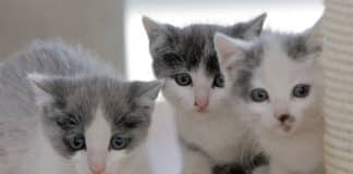 Grausam: Drei Katzen enthauptet und auf Feld abgelegt