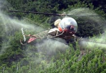 Apollofalter: Eilantrag gegen Hubschrauberspritzungen an der Mosel erneut erfolglos