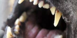 Saarland: Unvermittelt in die Hand und Jacke gebissen — Mann erleidet tiefe Bisswunde