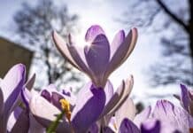 ++ Sehr mildes Hochdruckwetter in der Region — 17 Grad an Mosel und Rhein ++