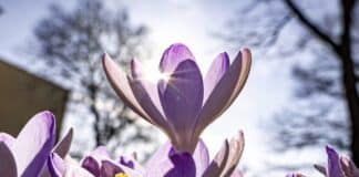 ++ Sehr mildes Hochdruckwetter in der Region — 17 Grad an Mosel und Rhein ++