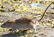 Mit Köderboxen gegen Ratten beim Bahnhof Konz – regelmäßige Kontrolle