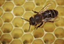 Saar-Imker freuen sich über sehr gute Ernte – Preis steigt etwas