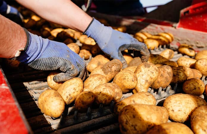 Arbeiter sortieren die Kartoffeln bei der Ernte.