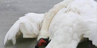 Ermittlungserfolg nach Tierquälerei an der Mosel: Kriminalpolizei durchsucht Wohnung in Konz