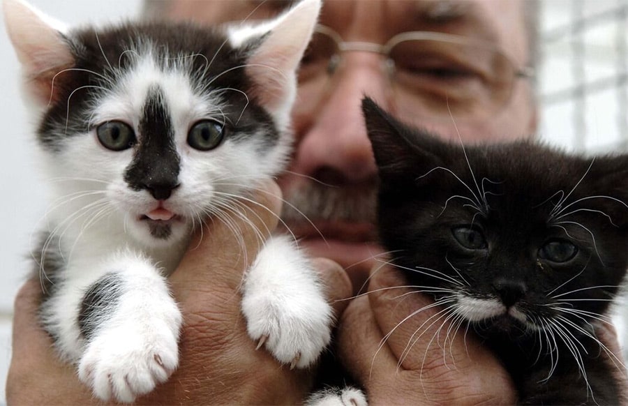 Grausam-im-Beutel-entsorgt-Katzenbabys-im-M-ll-gefunden