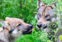 Umweltminister fordern Rechtssicherheit im Umgang mit Wölfen