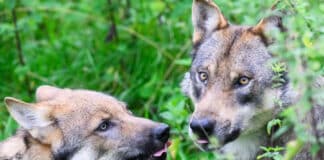 Umweltminister fordern Rechtssicherheit im Umgang mit Wölfen