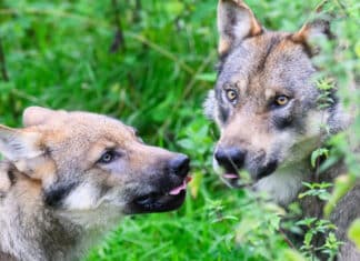 Umweltminister fordern Rechtssicherheit im Umgang mit Wölfen