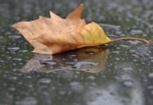 Herbstwetter in Rheinland-Pfalz deutlich zu nass und zu mild