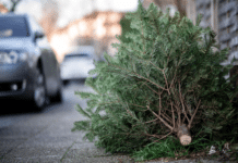 Service: Wohin mit dem ausgedienten Weihnachtsbaum? Kostenlose Entsorgungsmöglichkeiten