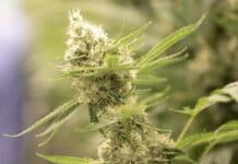 Strafprozess in Trier: 19 Indoor-Cannabisplantagen betrieben, u.a. in der Vulkaneifel