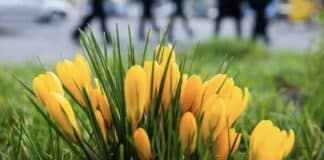 ++ Viel Sonne in der Region — Frühlingstemperaturen am Sonntag ++