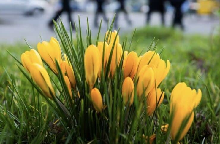 ++ Viel Sonne in der Region — Frühlingstemperaturen am Sonntag ++