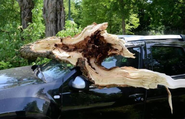 Konz: Baum stürzt auf der Pellinger auf fahrendes Auto