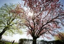 ++ Sonniges Frühlingswochenende in der Region — nachts leichter Bodenfrost ++