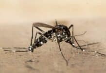 Experten: Tigermücke breitet sich weiter aus – Sorge wegen Virusübertragungen