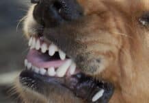 RLP: Hund beißt Kind (8) in Oberschenkel — Passanten zeigen Courage