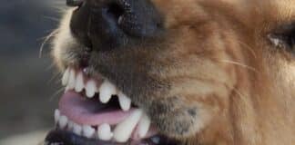 Saarland: Frau von Hund in Wade gebissen — Halter macht sich davon