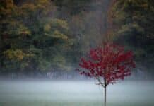 ++ Herbstwetter in der Region: Nebliger Start, dann freundlicher ++