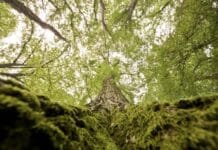 Neue Bäume und Waldpädagogik: Stadtrat Bitburg beschließt Forstwirtschaftspläne 2026