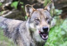Vorderpfalz wird als Wolfspräventionsraum ausgewiesen
