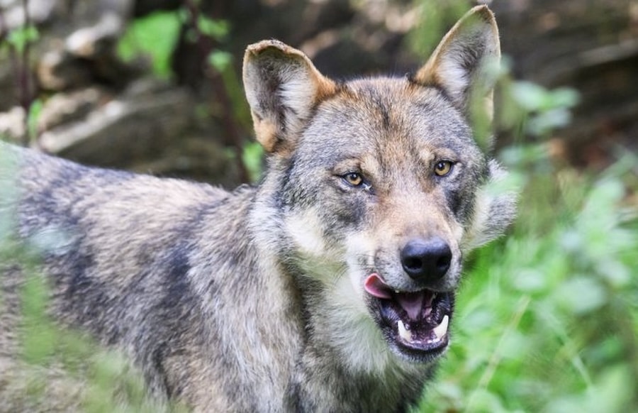 Wolf-bald-zum-Abschuss-freigegeben-EU-beschlie-t-drastische-nderung