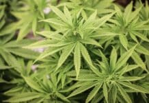 Illegale Cannabis-Plantage in VG Konz: Prozess in Trier startet — rund 450 Pflanzen