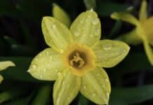 ++ Regenschauer in der Region — ab morgen verbreitet Sonnenschein ++