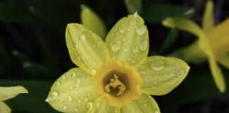 ++ Regenschauer in der Region — ab morgen verbreitet Sonnenschein ++