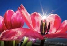 ++ Region: Höchsttemperaturen von bis zu 22 Grad — kurze Gewitter möglich ++