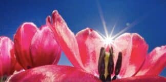 ++ Region: Höchsttemperaturen von bis zu 22 Grad — kurze Gewitter möglich ++