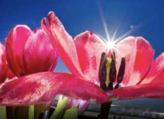 ++ Region: Höchsttemperaturen von bis zu 22 Grad — kurze Gewitter möglich ++