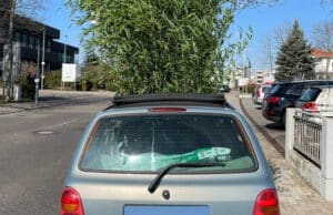 Bambus im Auto bei einer Polizeikontrolle