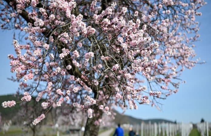 ahlreiche Mandelbäume in voller Blüte entlang eines Spazierwegs. Eine Frau in einer pinken Jacke betrachtet die zarten rosa-weißen Blüten inmitten der frühlingshaften Landschaft.