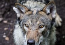 Gerissene Hirsche in Wildpark: Wolf ist verantwortlich Ein Wolf