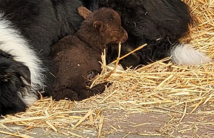 Das Lamm Karl-Otto