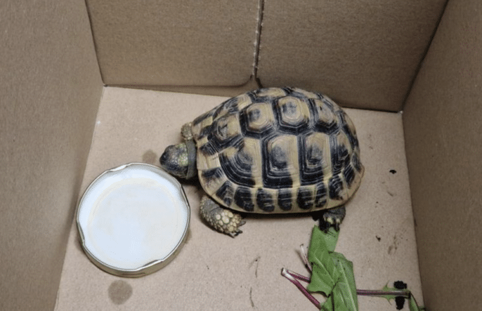 Griechische Landschildkröte in einem Pappkarton mit Wasser und Futter, aufgefunden bei Gartenarbeit in Mendig.