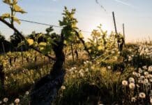 ++ Region: Sonniges Wochenende voraus – ab Montag Schauer ++