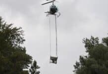 Früher Saisonstart: So läuft der Kampf gegen Stechmücken in RLP, Ba-Wü & Hessen