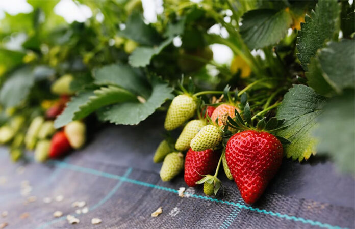 Erdbeeren auf einem Feld