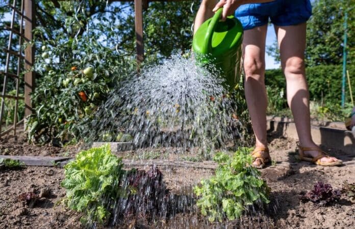 Gärtnerin gießt Salat im Garten bei Sonnenschein – perfekte Bedingungen nach den Eisheiligen 2025 ohne Spätfrost in Trier