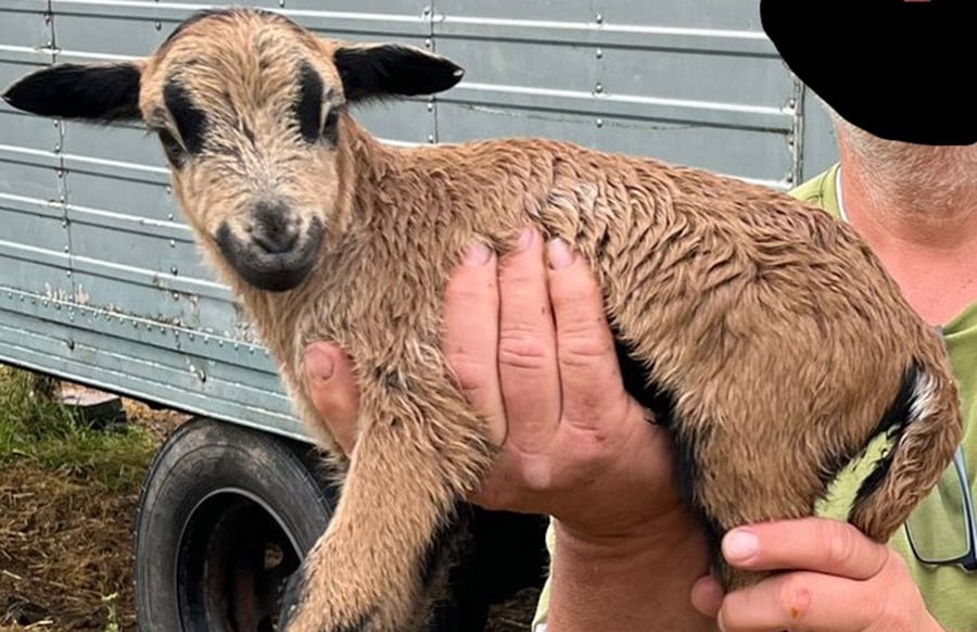 Eifelkreis-Tier-Diebe-schlagen-wieder-zu-Baby-Lamm-von-Weide-entf-hrt