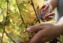 Winzer erzeugen weniger Wein: So stark war der Rückgang — Das sind die Gründe