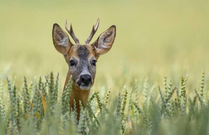 Ein Rehbock steht in einem Getreidefeld.