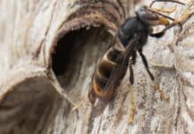 Bitburg: Freiwillige zur Bekämpfung der Asiatischen Hornisse gesucht