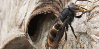 Bitburg: Freiwillige zur Bekämpfung der Asiatischen Hornisse gesucht