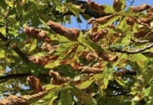 Früher Blattfall: Warum Kastanien schon braun werden – Das sind die Gründe