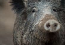 Golfplatz bei Trier gesperrt: Aggressives Wildschwein greift Platzarbeiter an, auch Hund wird verletzt!